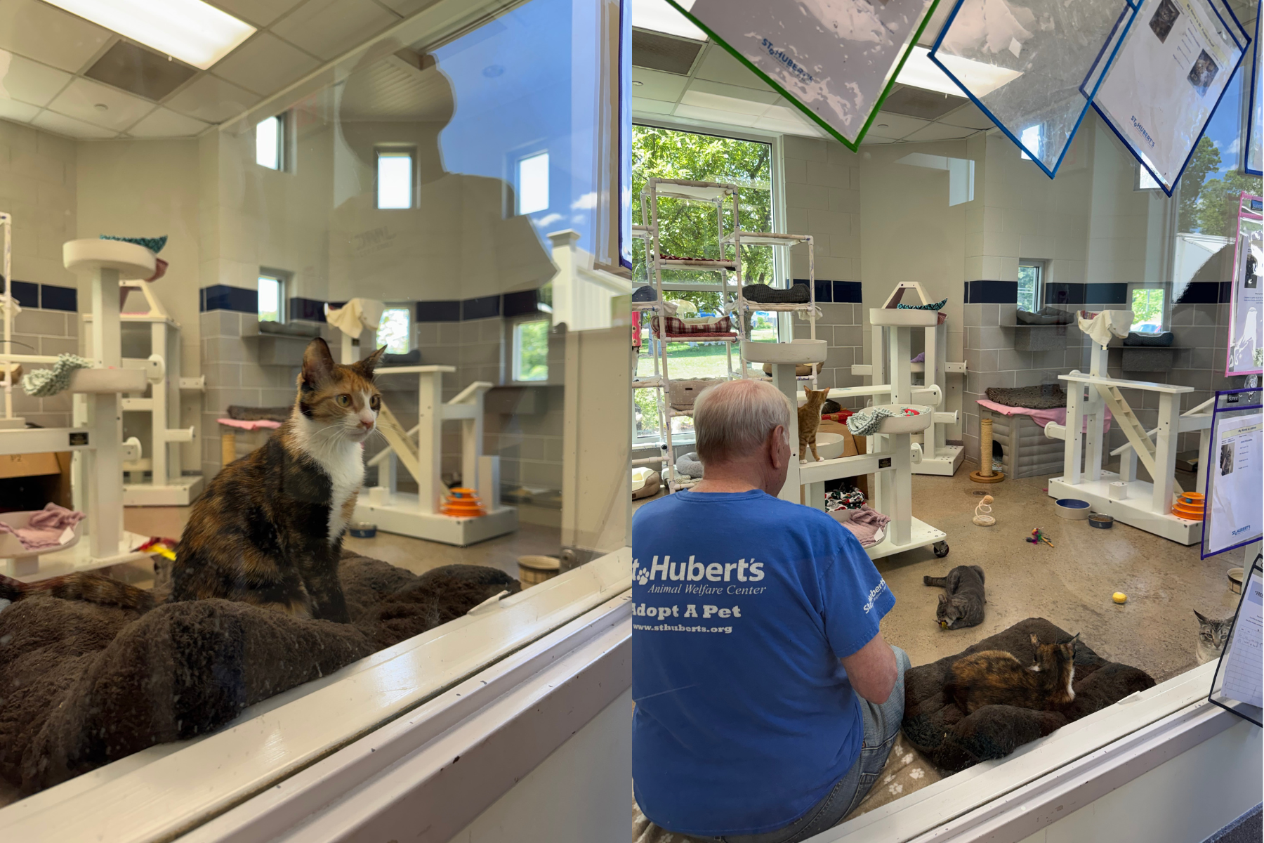 12 Months of Kindness: Supporting St. Hubert’s Animal Welfare Center