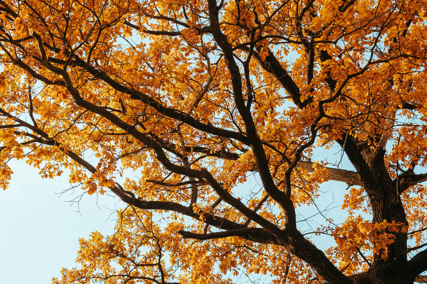 8 Fall Home Maintenance Projects to Prepare for Winter (7)