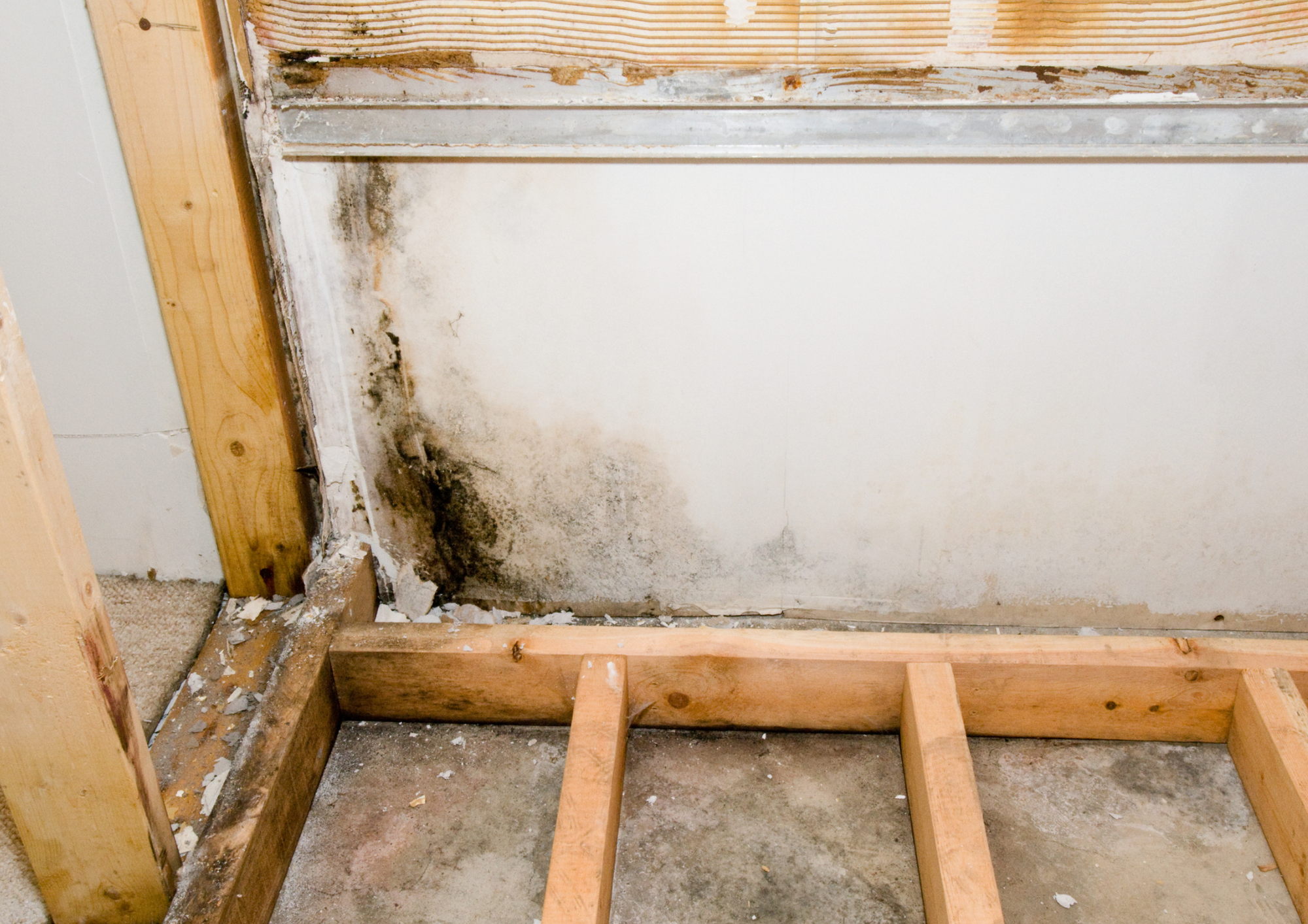 How To Prevent Mold in a Bathroom (1)