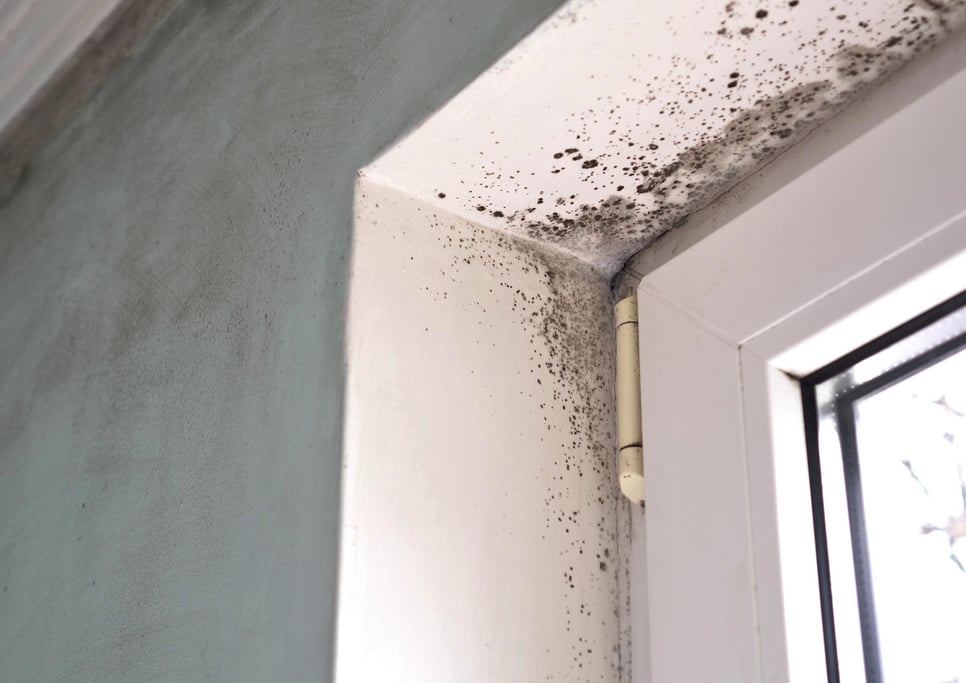 How To Prevent Mold in a Bathroom